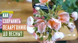 ВАЖНО Как сохранить пеларгонию до весны  Садовый гид [upl. by Durward]