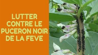 Comment lutter contre le puceron noir de la fève [upl. by Lasala]