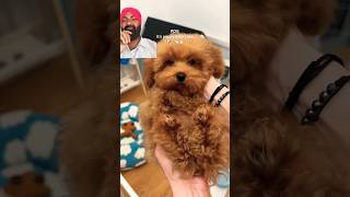 dog pets puppy brown brown puppy [upl. by Asyl]