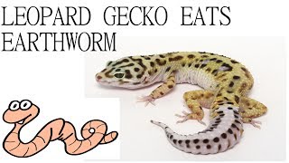 Leopard gecko Eating Earthworms [upl. by Manolo285]