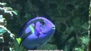 Paracanthurus hepatus filmed by httpwwwmeerwasservideothekde [upl. by Annaeoj779]