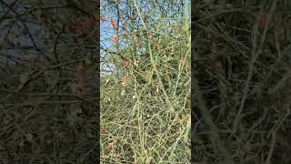 Capparis decidua કેરનું ઝાડ  કેરડા  केर Fruit for pickle nature tree viralshort shorts [upl. by Anialeh]