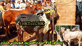 Peshawar Maweshi Nasir Pur amp Kala Mandi Latest New Price Update 2024  Cow Mandi Peshawar [upl. by Birdella]