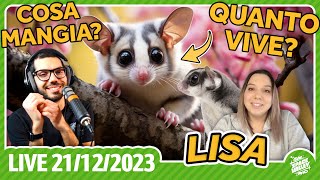 Un petauro dello zucchero come animale domestico con Lisa  Ospite del 211223 [upl. by Zippel]