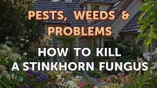 How to Kill a Stinkhorn Fungus [upl. by Dorie]