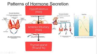 Hormone Secretion and Negative Feedback Mechanism Regulation of Hormone Secretion [upl. by Llehcear120]