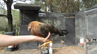 How to tell a hen from a rooster with 2 month old chicks chickens [upl. by Lubbock]