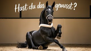 Die stärksten Pferderassen der Welt – Für harte Arbeit und schwere Lasten horse pferd wissen [upl. by Anelhtac952]