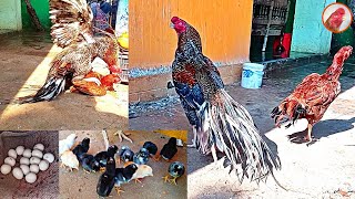 Parrot beak long tail keeri chicks came out laying 15 eggs 13 chicks came out  Nayak aseel farm [upl. by Skolnik143]