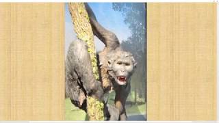 تطور الانسان الجزء العاشر والرد على حفريات مراحل التطور Pierolapithecus وOreopithecus و Graecopithe [upl. by Nnairek]