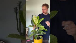 😱 фикус ficus plants растения комнатныерастения [upl. by Creath574]