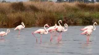 Flamands roses de Camargue  GrauduRoi [upl. by Isolt]