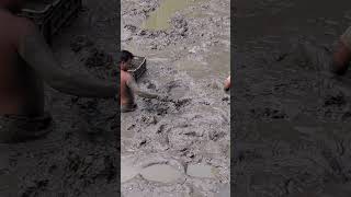 Catching Huge deshi big catfish by hand in deep muddy water catchingbigfish shingfish catfish [upl. by Tloh87]