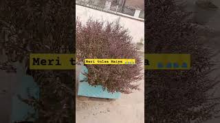 Mere Gamle ki tulsa shortvideo YouTube [upl. by Ostler]