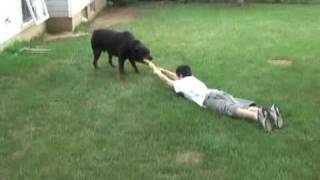 Rottweiler pulling my son [upl. by Paynter]