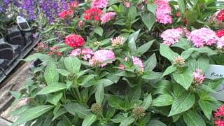 How to Grow Pentas  Growing Well In the Greenhouse [upl. by Atinid]