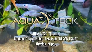 Medaka  Japanischer Reisfisch quotBLACK LAMEquot  Oryzias latipes [upl. by Avlasor745]