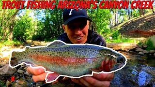 Trout Fishing Arizonas Canyon Creek [upl. by Asiulana]