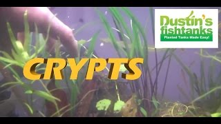 HOW TO KEEP Crypts in a planted tank Cryptocoryne spiralis Species Sundays Crypts [upl. by Farrow543]