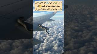 Flying snack on commercial airliner wing shortvideo aviation pafpilots americanpresident [upl. by Pontias]