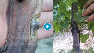 Summer Chip bud grafting old vines [upl. by Alleris]