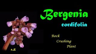 Steinbrech Bergenia cordifolia blühend blooming floreciendo 4K 06102018 [upl. by Adleme725]