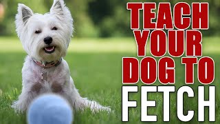 7 Steps To The PERFECT Fetch  For Food Motivated Dogs [upl. by Burkhard319]