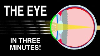 EYE ANATOMY IN 3 MINUTES [upl. by Gilliam]