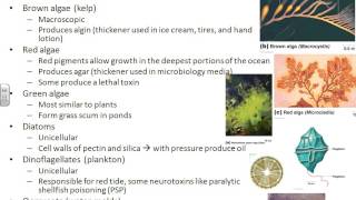 Microbiology chapter 12 [upl. by Starr]