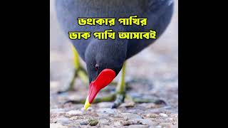 ডুংকোর পাখির সেরা ডাক  ডুংকোর পাখির ডাক  Common Moorhen Bird call Mp3 sound bast quality [upl. by Vershen]