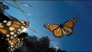 Amazing Monarch Butterflies in Mexico [upl. by Jangro]