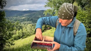 Mountain lingonberries Harvesting for the winter and baking a pie [upl. by Gladstone737]