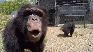 Former Research Chimps go Out in a Forest for the First Time [upl. by Aikaz248]