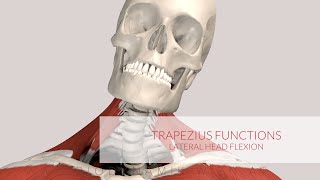 Trapezius Muscle Functions Lateral Head Flexion 3D Animation [upl. by Vladi90]