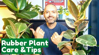 Rubber Plant Care amp Tips  Grow Healthy Ficus Elastica TinekeRobusta [upl. by Meggi]