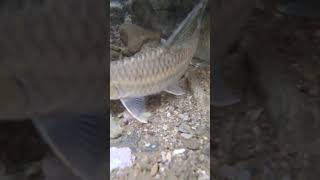 Masheer Fish Of Siang River  Arunachal Pradesh Short videofishing video [upl. by Ahsenre967]