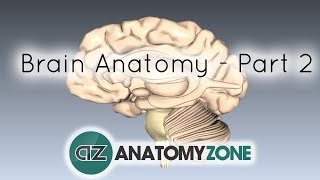 Basic Parts of the Brain  Part 2  3D Anatomy Tutorial [upl. by Zitah]