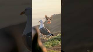 Watch The Majestic Flight Of A Puffin Bird puffin animals birds [upl. by Maze]