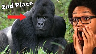 The Primates Tier List Reaction [upl. by Garner]