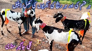 Today Bakra Mandi new update video 2024Today Gali Jahangir Mandi Fatehjang New Rate s 2024Dhani [upl. by Ratib]