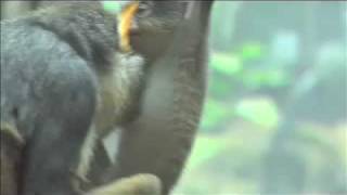 Baby Wolfs Guenon Monkey at the Bronx Zoo [upl. by Jobyna522]