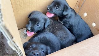 Puppies Were Abandoned Without Teeth And Are Crying For Food They Miss Their Mother’S Arms [upl. by Aniratak54]