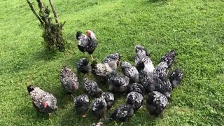 Silver laced wyandotte  wyandotte chicken breed [upl. by Charis]