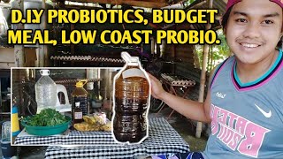 PROBIOTICS BUDGET MEAL  DIY PROBIOTICS LOW COST [upl. by Lucian732]