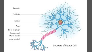 Neurons  structural neuron  Functional neuron [upl. by Nanice]