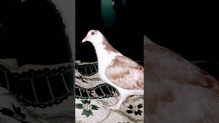 keşfet azadpigeonloverkhanchenal pigeonpigeon kesfet pigeon pigeion edit pijeon mma [upl. by Matilda]