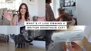 WHATS IT LIKE OWNING A BRITISH SHORTHAIR CAT 18 MONTH UPDATE  GROOMING SAFETY amp PERSONALITY [upl. by Clothilde]