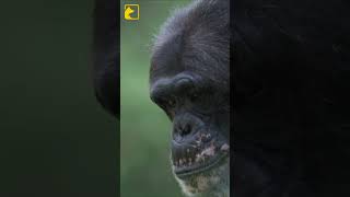 How Intelligent Chimpanzees Are 🧠🐵 shorts [upl. by Aekerly]