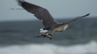 white bellied Sea eagle hunting sunshine Coast Australia [upl. by Aleydis]