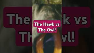 The Hawk vs The Owl hawk owl showdown facts [upl. by Hsur610]